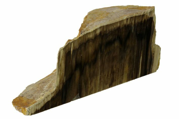 Polished, Petrified Wood (Metasequoia) Stand Up - Oregon #152370